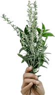 hand holding herbs