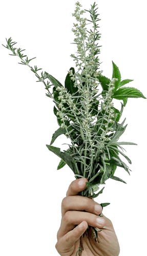 hand holding herbs